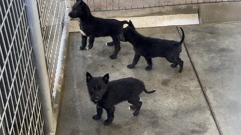 Dutch Shepherd puppies. DOB- 10-08-2023.