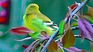 IECV NV #279 - 👀 American Gold Finch Quick Clip Out My Window 🐤4-25-2017