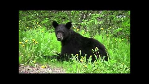 Scary Bears Eating Dandelions