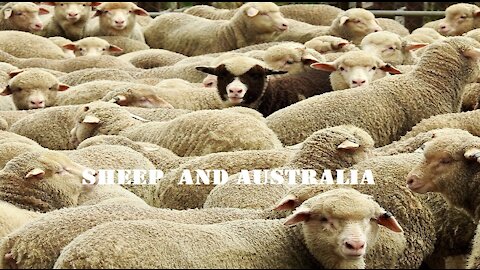 Sheep and Australia