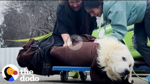 Scared Puppy Mill Rescue Refused To Come Inside The House Until... | The Dodo