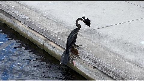 INCREDIBLE footage of cormorant proudly displaying its sunfish catch!