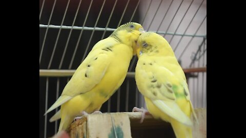 Yellow Birds Kissing Each Other