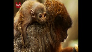Baby Titi Monkey