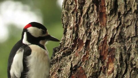 Spotted Woodpecker