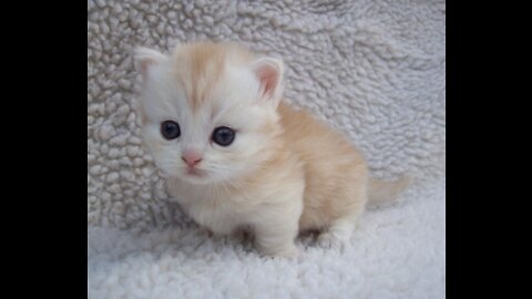 Little Kitten Playing and Mouse