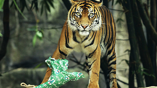 Animals Open Christmas Presents at London Zoo