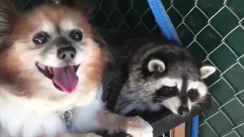 Racoons Can Make Amazing Pets & Get Along Great With Dogs When Raised Together!