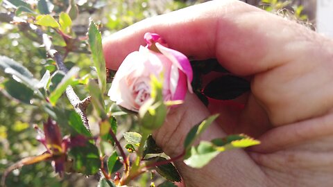 Personal Plant Medicine April Blurbs - Wilder Ranch Early Spring Roses