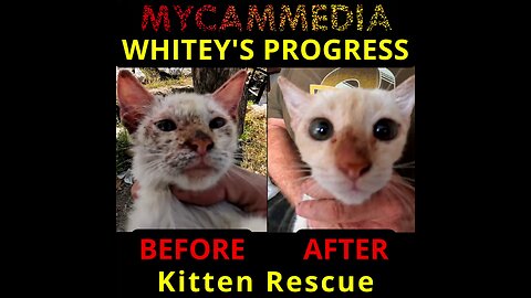 Whitey the kitten infected with scabies mini update