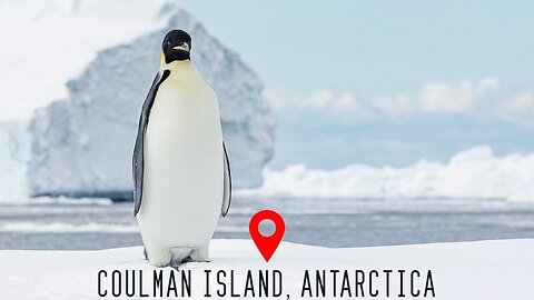 Emperor penguin, Coulman Island, Antarctica 4K