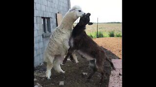 Alpaca and donkey best friends love to play together