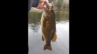 Smallmouth Bass release