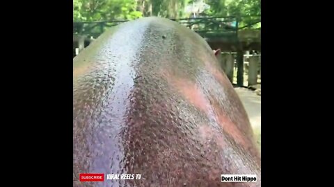 Viral Reel #190 🤣Don't Hit Hippos - Gone Wrong