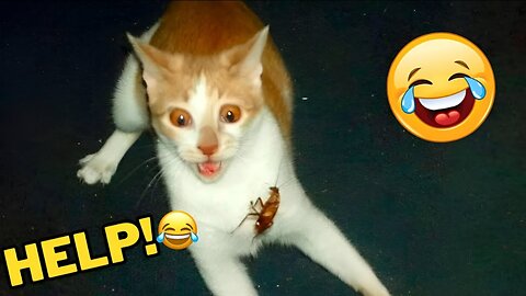 Funny Animals 2024 😂 Cute Cat And Dog Funny Videos 😸 Part 50