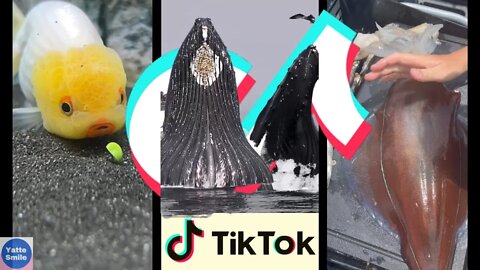 فيديوهات تيك توك كائنات بحريه غريبه / Fish side of TikTok