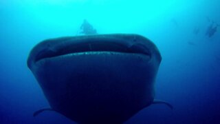 Gigantic whale shark swims right over scuba diver