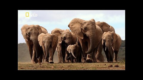 Life of Elephants: The Secrets of Desserts. [National Geographic Documentary HD 2017]