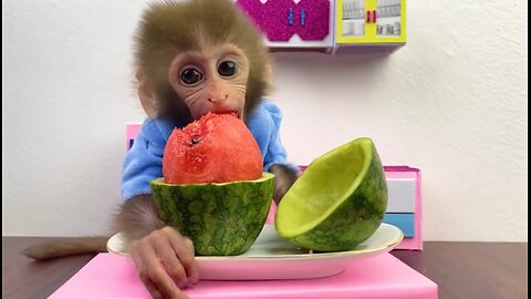 Baby monkey Bon Bon eats mini watermelon and playing with puppy and ducklings in the garden