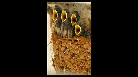 Baby Barn Swallows Want Food