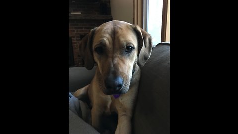 Dog is posessed by vacuum