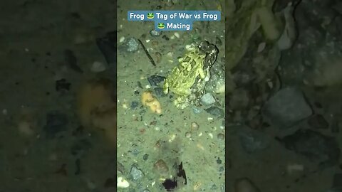 Frog 🐸 Tag of War vs Frog 🐸 Mating #frog #animals #viral #animalshorts #frogmating #animal