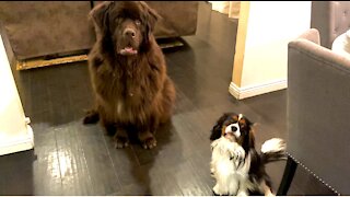 Newfie and Cavalier play game of hide-and-seek together
