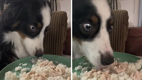 Dog Has The Most Hilarious Reaction To Unexpected 'Bland Diet'