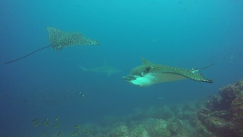 Sea turtles, stingrays, fish & sharks surround diver in Galapagos