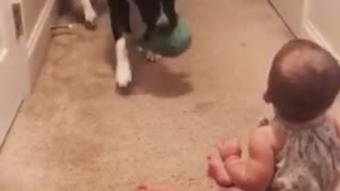 Pit Bull teaches baby how to play fetch