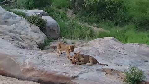 Lion cubs playing on safari Jock Safari Lodge ...