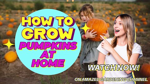 How to Grow Pumpkins At Home I Amazed Gardening I Top 5 tips to Grow Pumpkins I Easy Way to grow veg