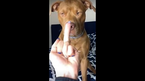 Look It- Dog Reaction Funny Video When Middle Finger Standing
