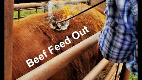 Feeding Out Beef (In the Chute - Round #89)