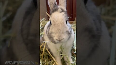 i ❤️ oat hay 🐇🍌bunny rabbit eats snack #asmr
