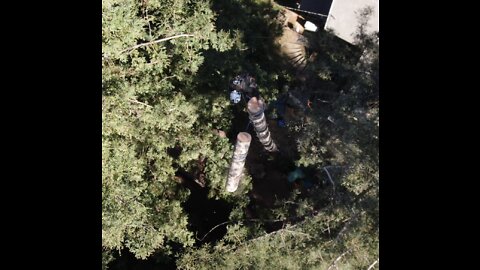 170 Ft Douglas Fir Tree Removal