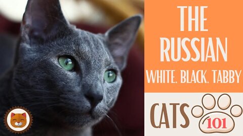 🐱 Cats 101 🐱 RUSSIAN WHITE, RUSSIAN BLACK, - Top Cat Facts about the RU