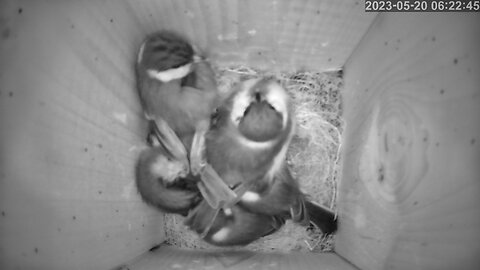 Titmice's Chicks Leave the Nest: A Heartwarming Timelapse of Nature's Love