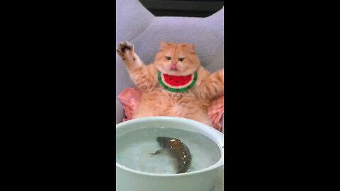 cat watch the fish