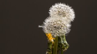 dandelion opening slowmotion