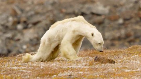 Cette vidéo d’un ours polaire affamé vous brisera le coeur