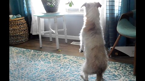 Cute dog standing on her back feet looking out of the window