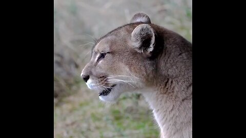 The astonishing call of a female puma during mating