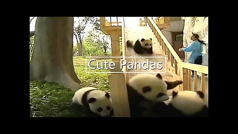 cute panda Sliding video,Funny Baby Panda Show, Panda Playing With Zookeeper ,Try not laughing