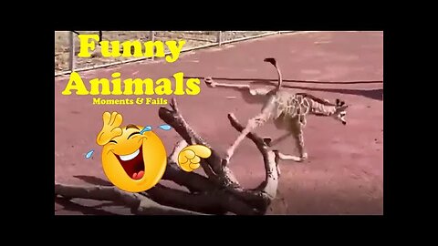 funny video funny memes comedy video funny fails funny video 2024