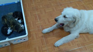 Angry Golden Retriever Throws Tantrum When Meeting Cat Family