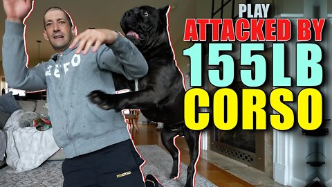 155 lb Cane Corso AGGRESSIVELY Bites & Fights Play Sesh