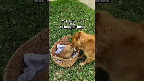 This is a Sign to get your Dog a Baby Brother! Ft- winniethegoldenpupper