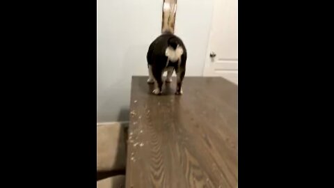 Dog eats leftovers off table