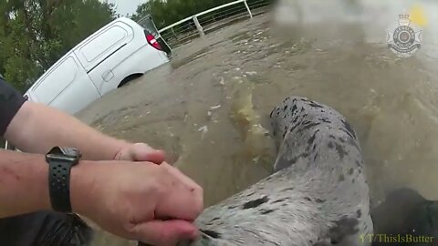 Police rescued two men and three dogs from a van caught by floodwater in Morwincha